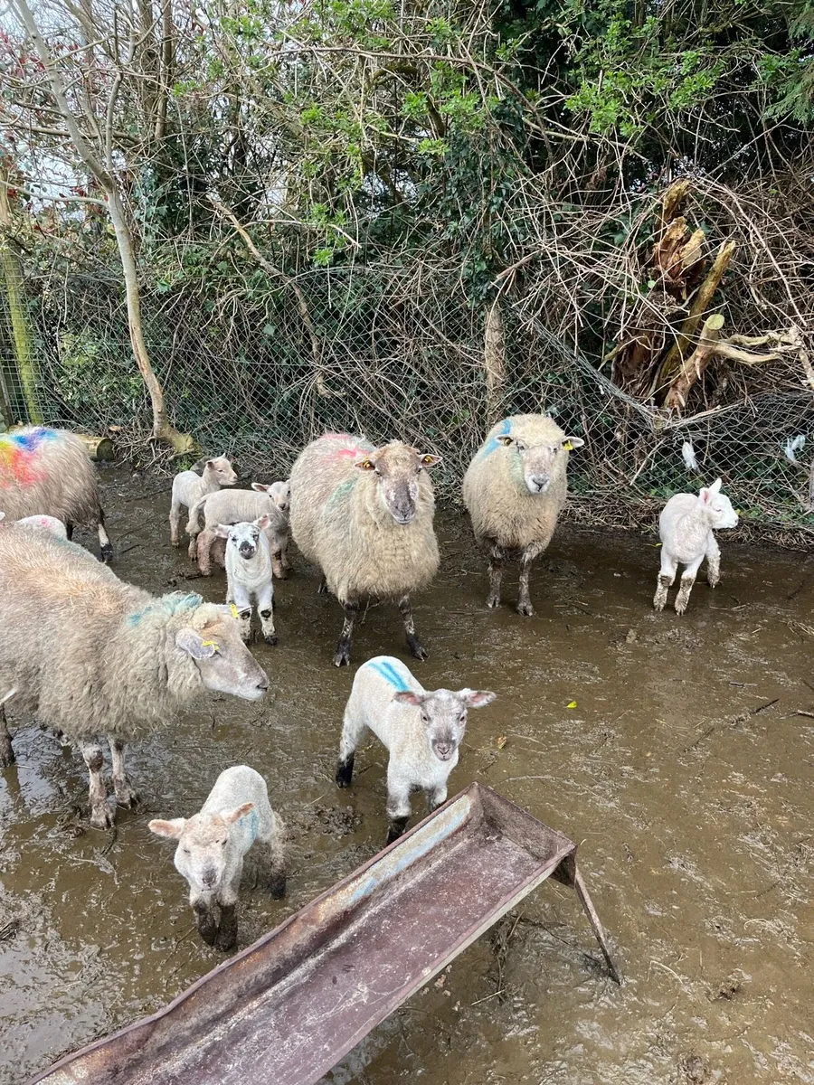 18 ewes 30 lambs lambs three weeks old