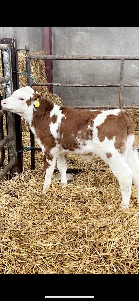 Outstanding Simmental Calves For Sale