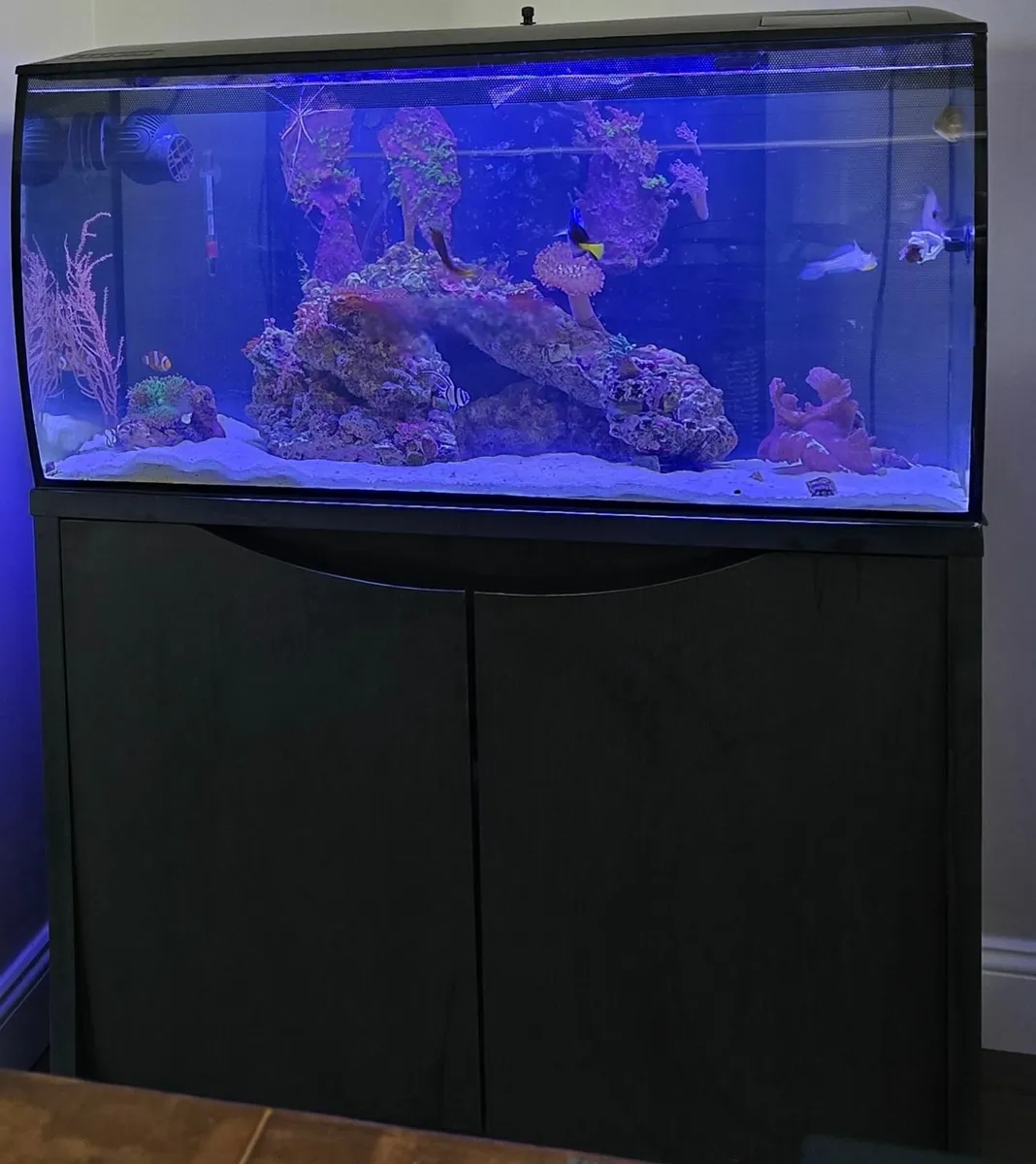 Marine Tank Fish Tank Full setup - Image 1