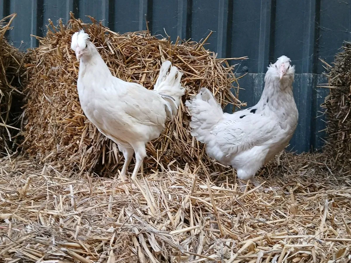 Fowl - Image 4