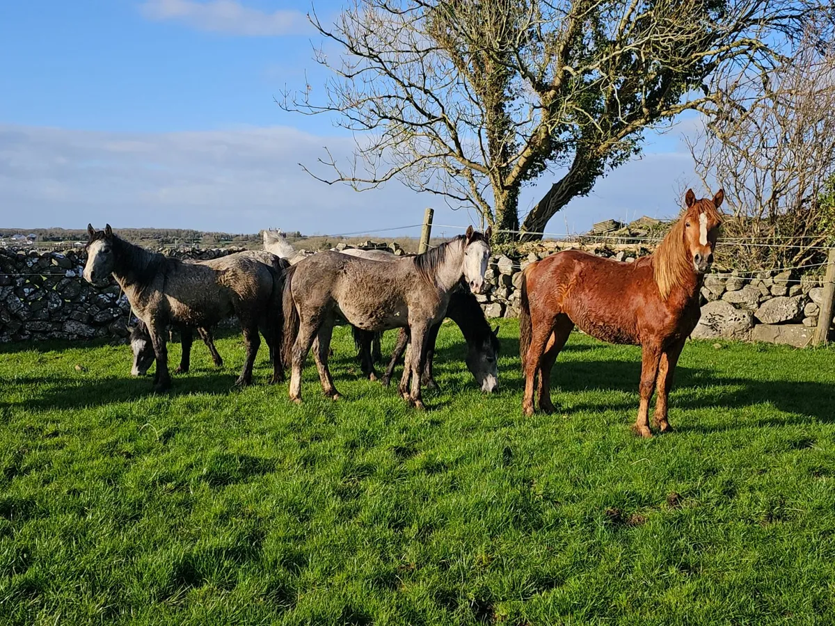 2 Year Old Connemara Fillies For Sale