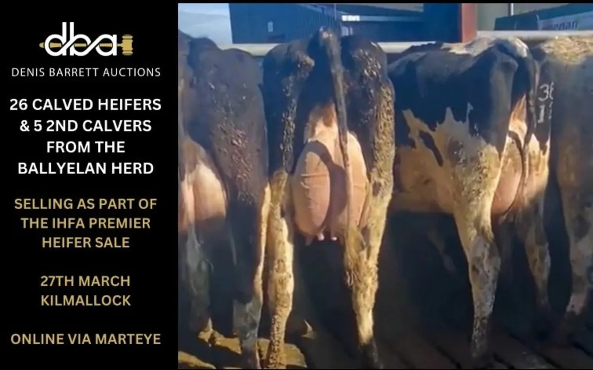 31 Pedigree Holstein/Fr Calved Heifers & Cows