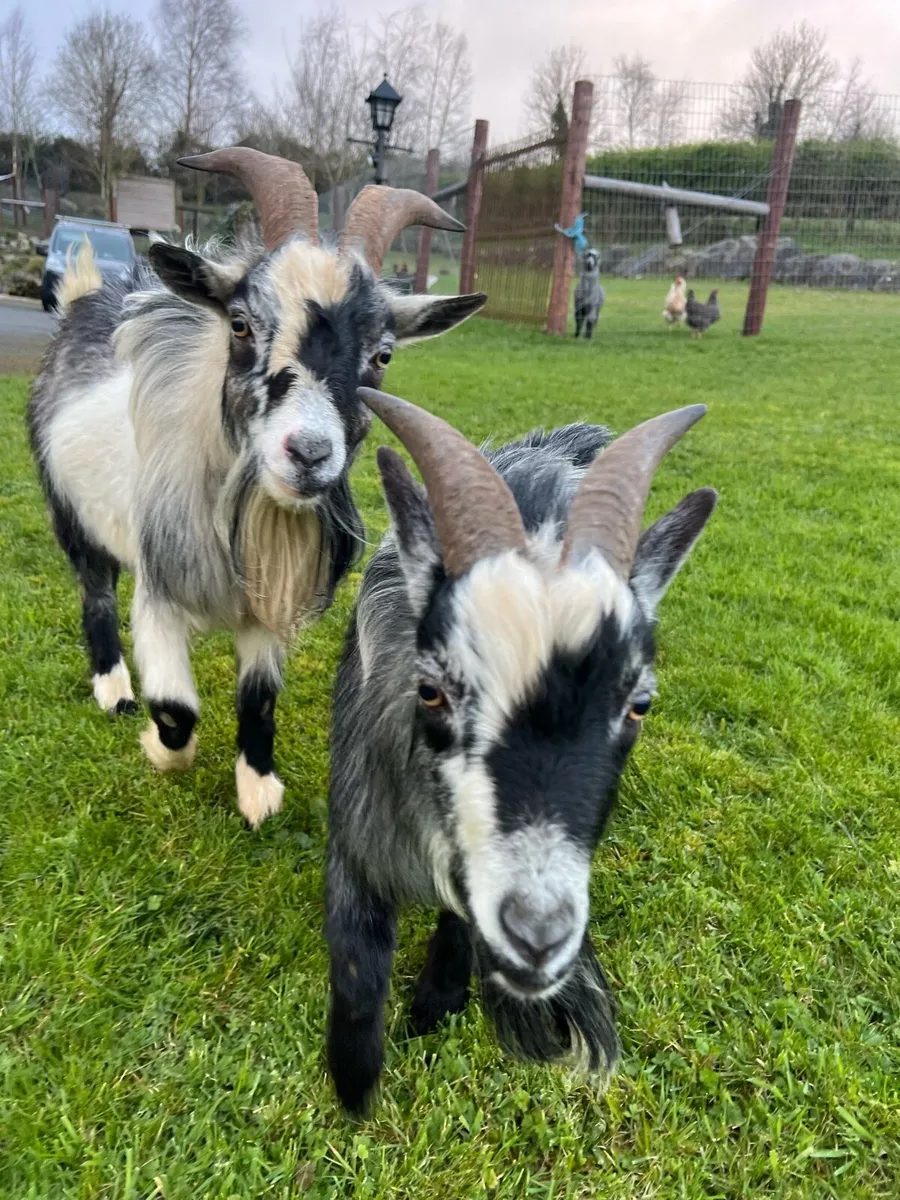 Pygmy Goats - Image 1