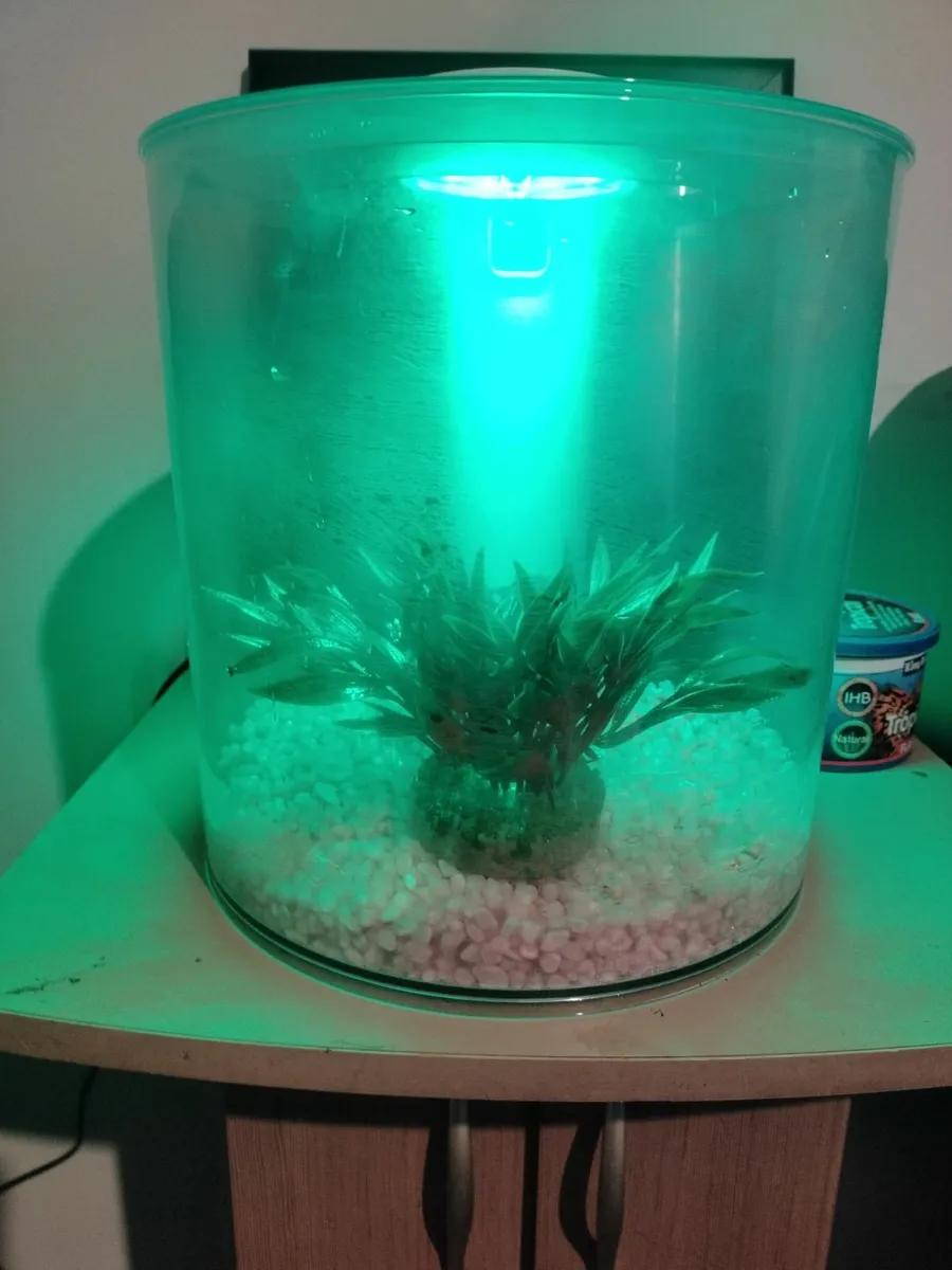 Colour changing fish tank