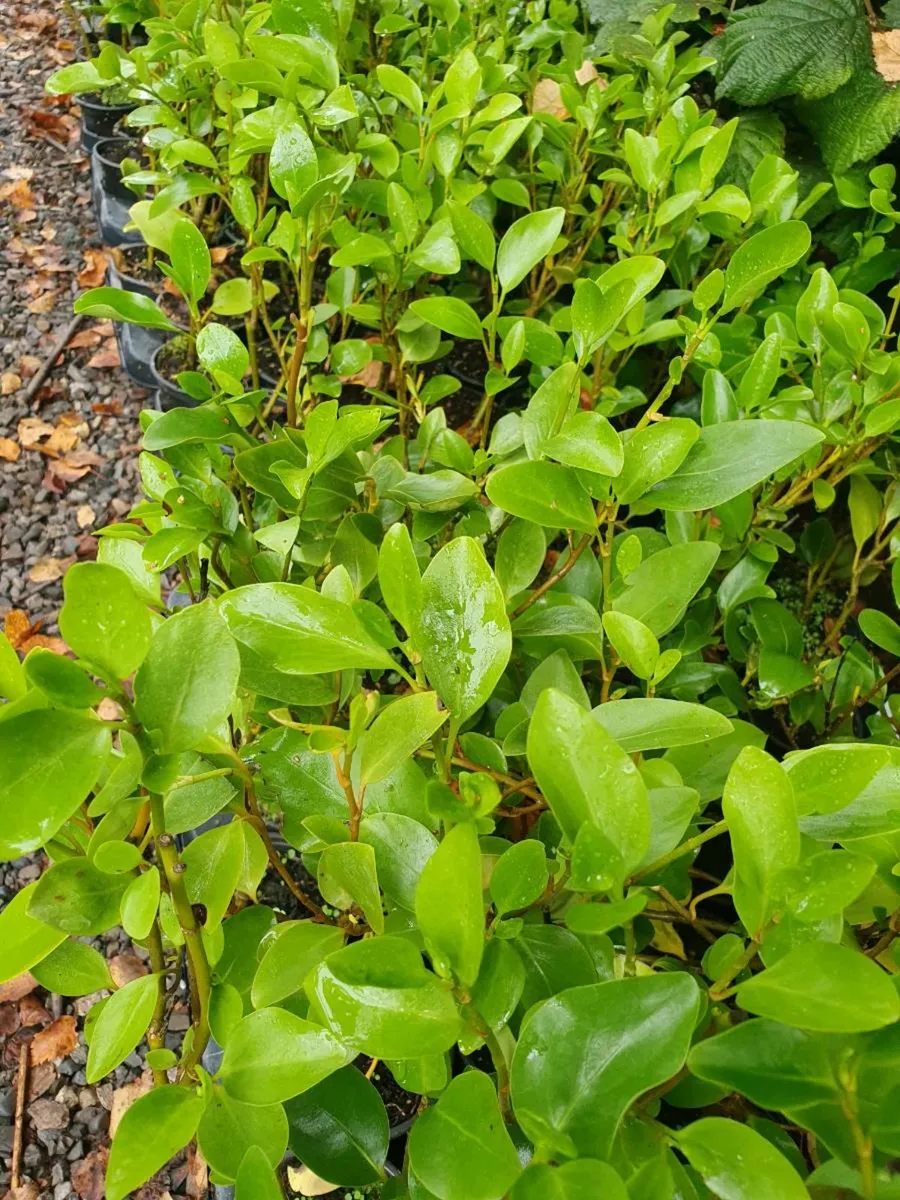 Potted Laurel Hedging ONE EURO - Image 2