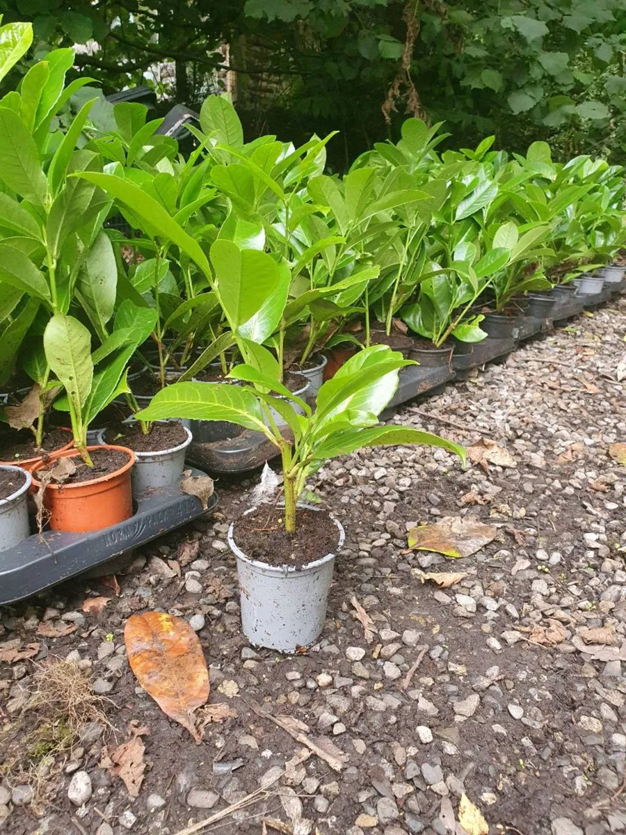 Potted Laurel Hedging ONE EURO - Image 3