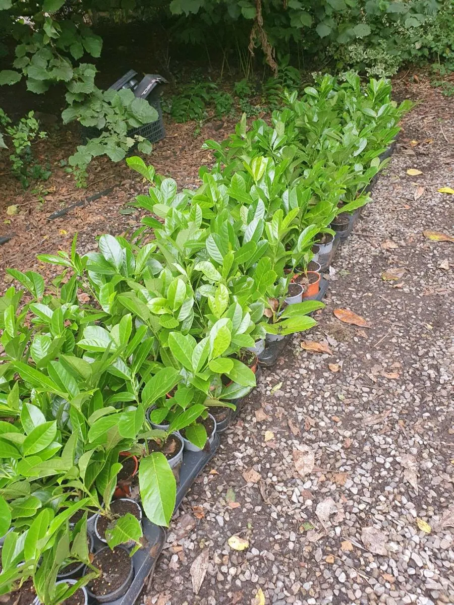 Potted Laurel Hedging ONE EURO - Image 4