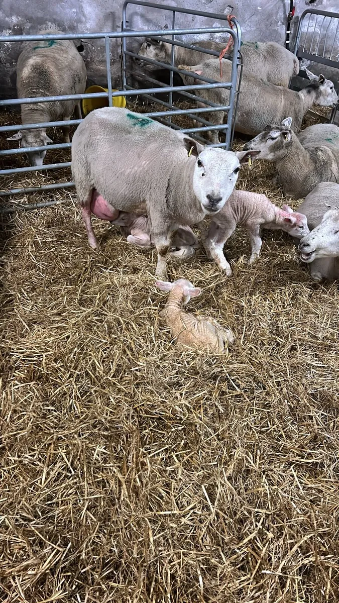 Pet/foster lambs