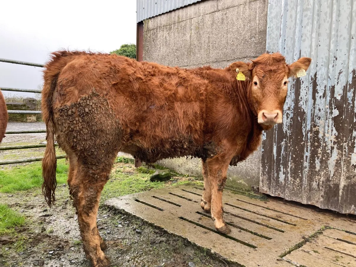 PBR Limousin heifer
