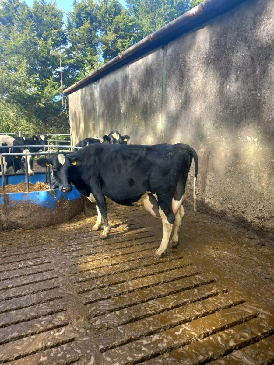 Macroom Mart Dairy sale 26th March - Image 1