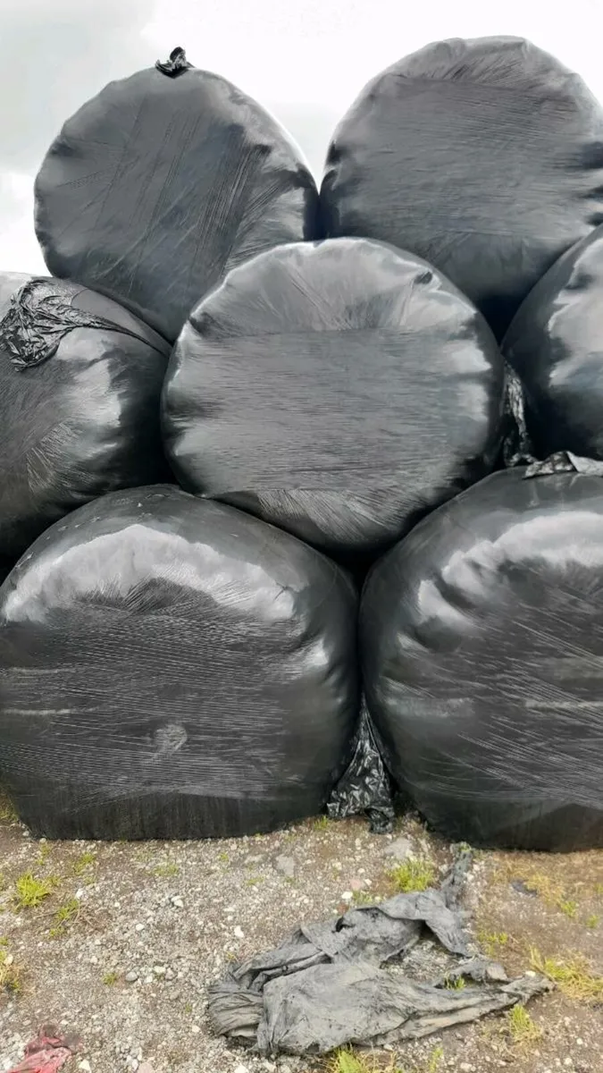 Silage bales for sale - Image 2