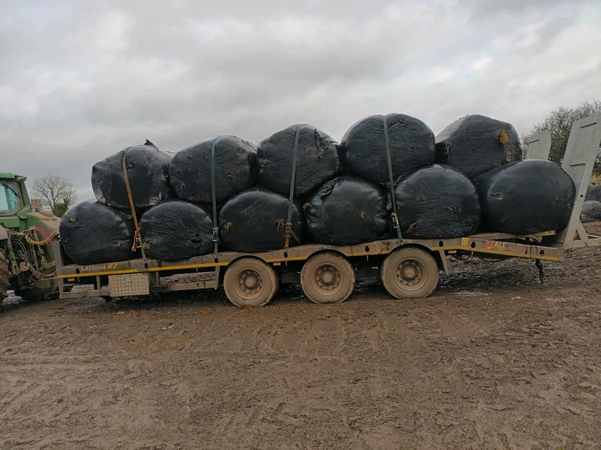 Silage bales for sale - Image 3