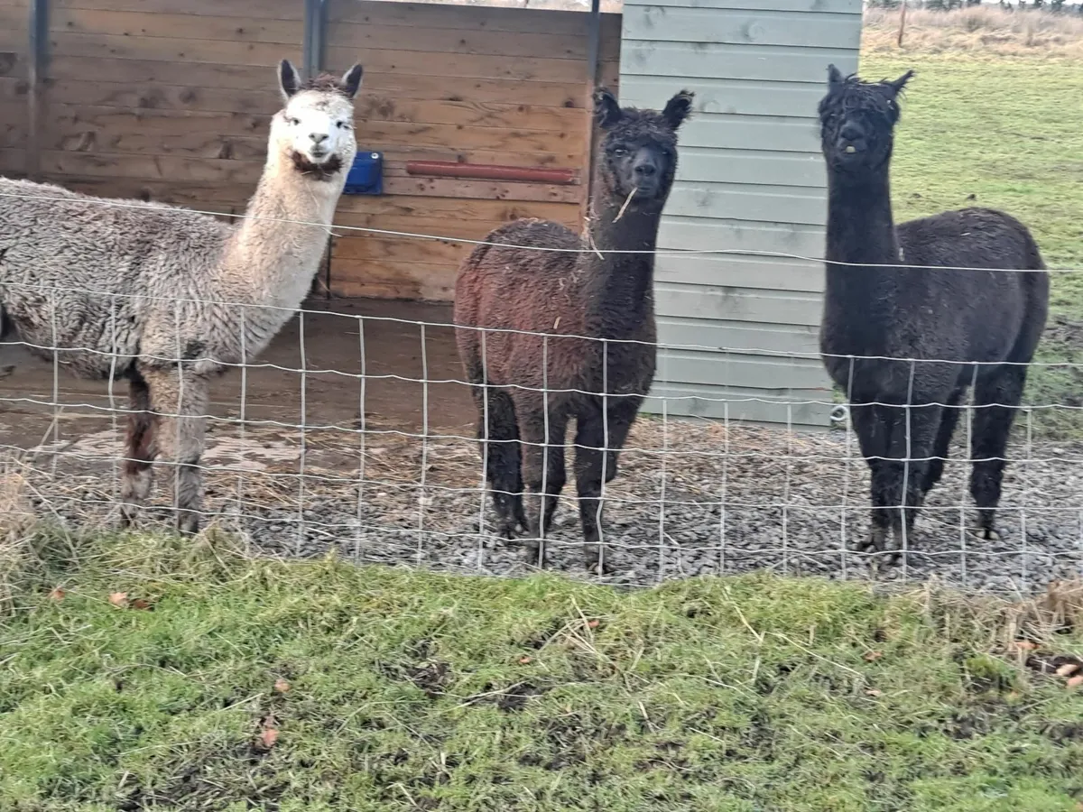 Alpaca Trio female starter herd  PRICE REDUCED