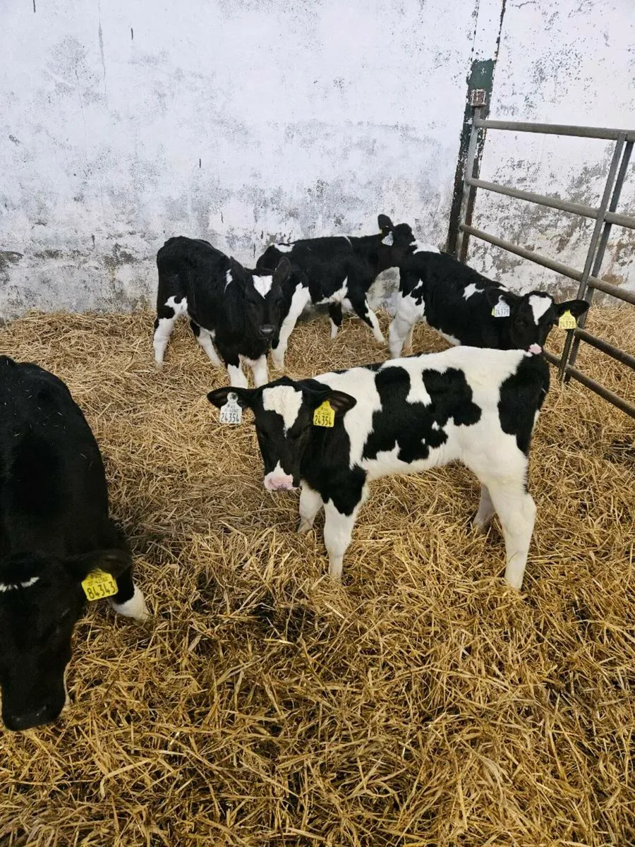Friesan heifer calves
