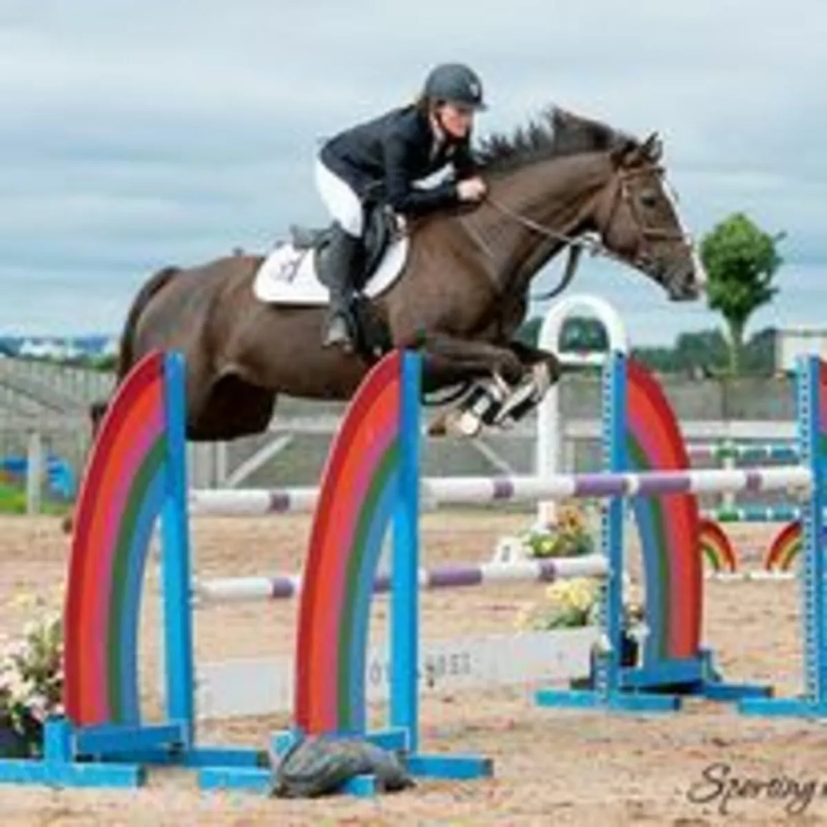 Super talented mare for sale