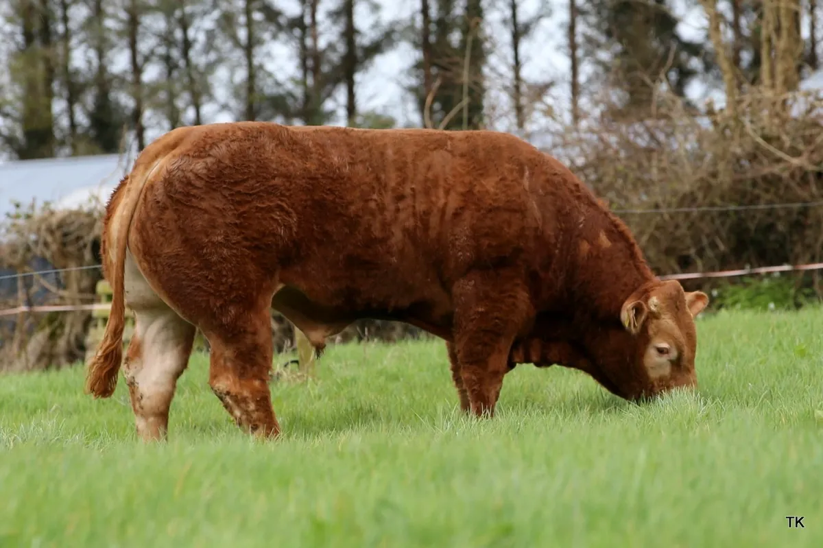 Pedigree Limousin bull by Wilodge Vantastic