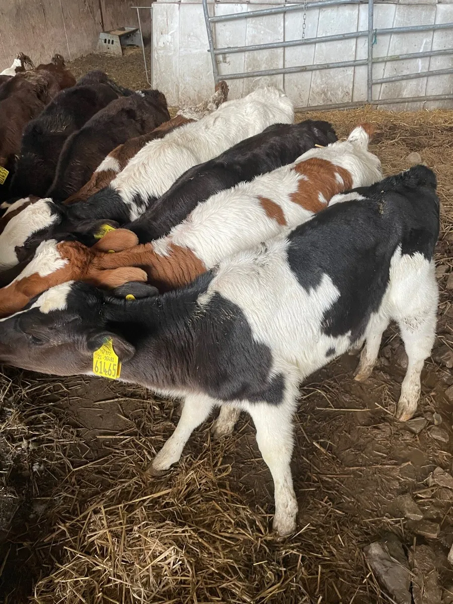 Heifer calves - Image 1