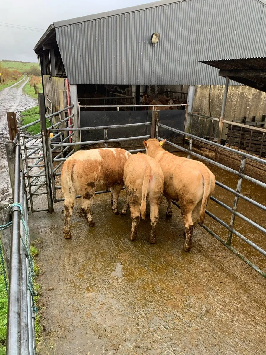 3 AI Bred CH Heifers for sale Ennis mart Tues 26th - Image 1