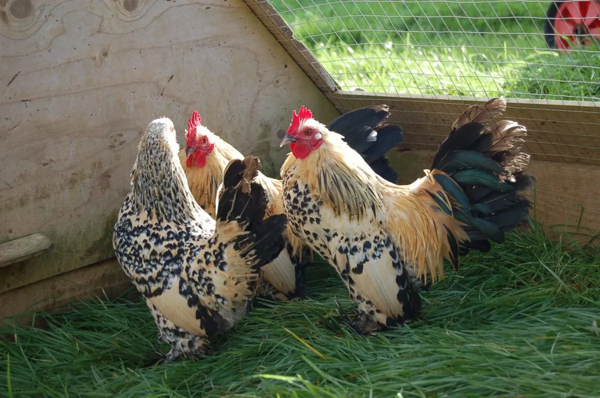 Isa brown & coloured pullets for sale chickens hen