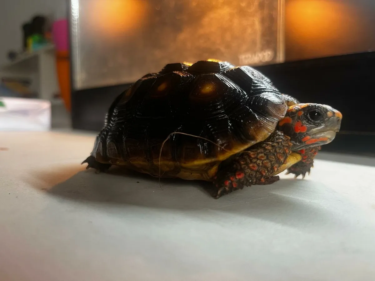 Red Foot Tortoise - Image 1