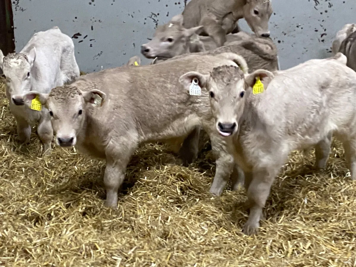 Super CH Bull Calves for sale in Co. Galway for €0 on DoneDeal