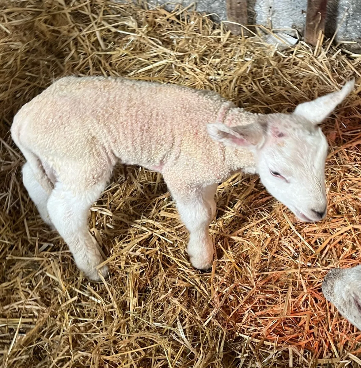 Foster lambs - Image 1