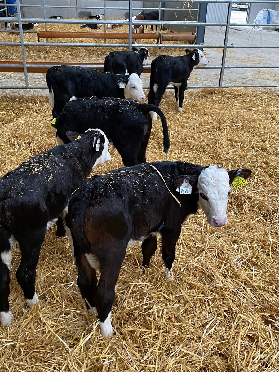 Top quality Hereford calves