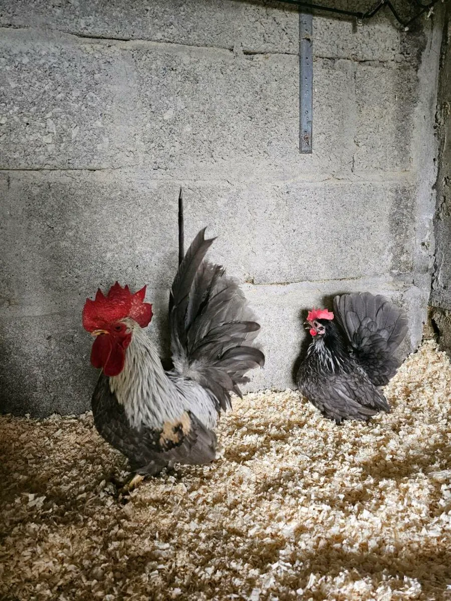 Quality poultry - Image 1