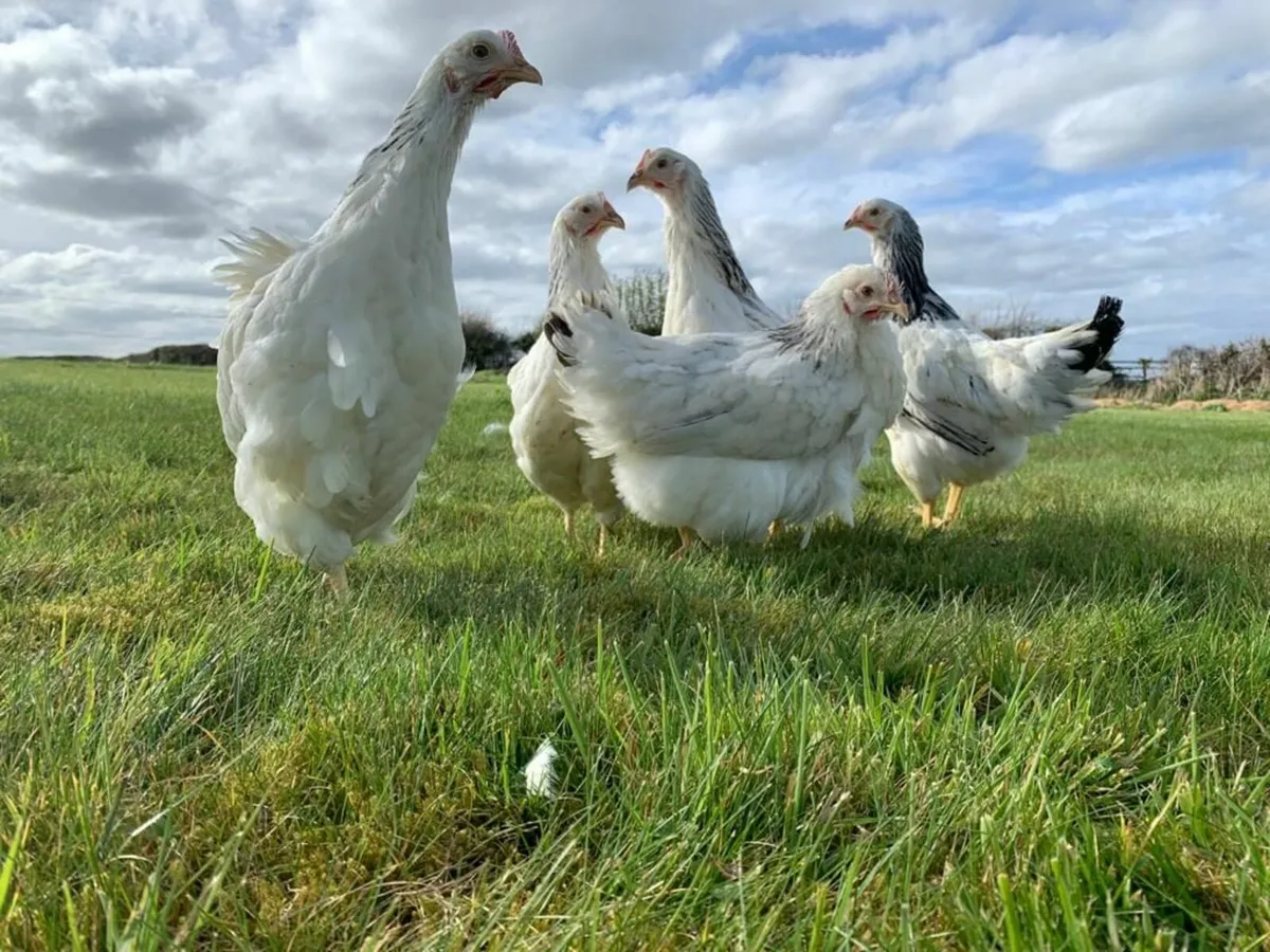 Poultry for sale - Farm Collection 7 days a week - Image 4