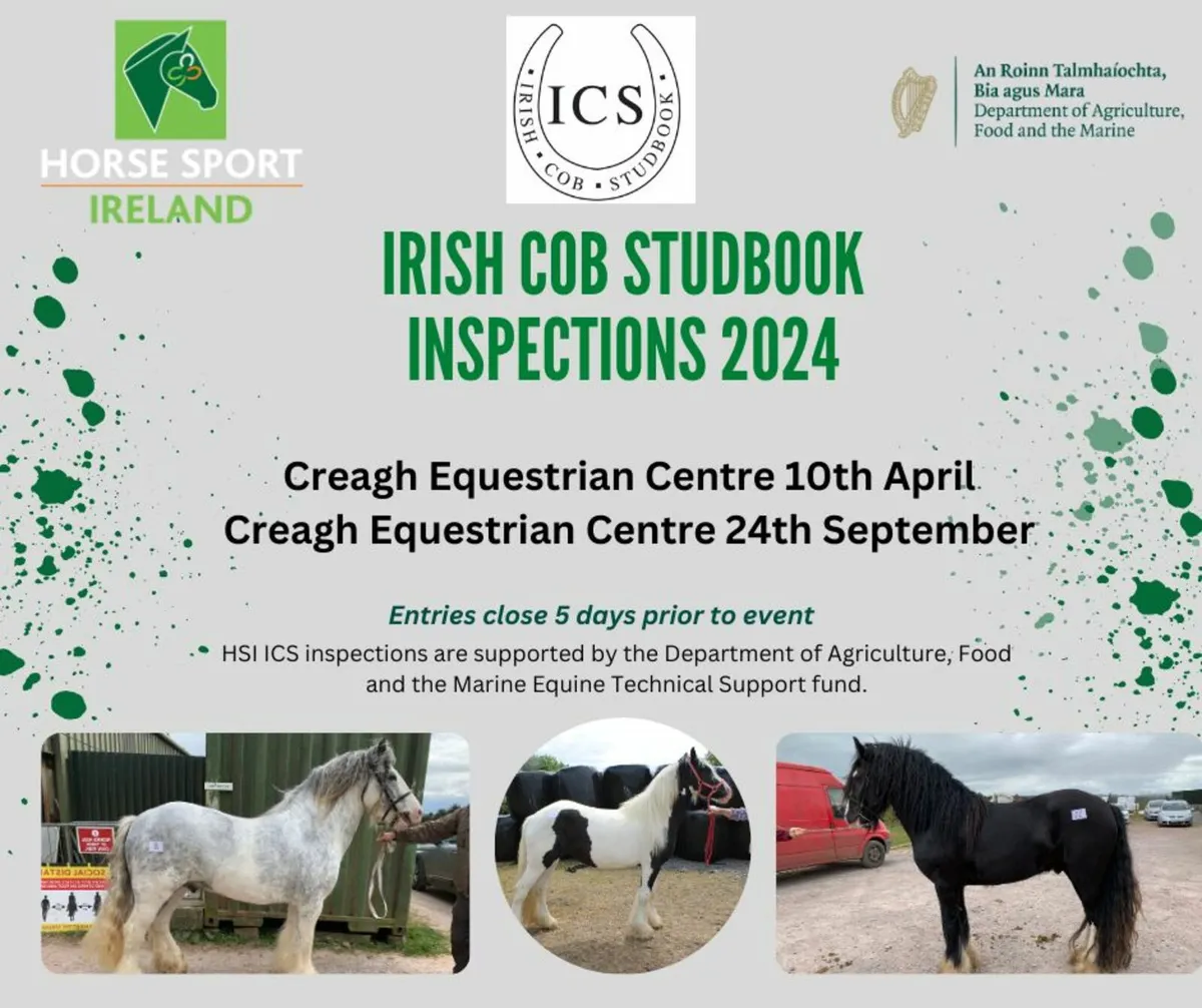 Irish Cob Studbook Inspections
