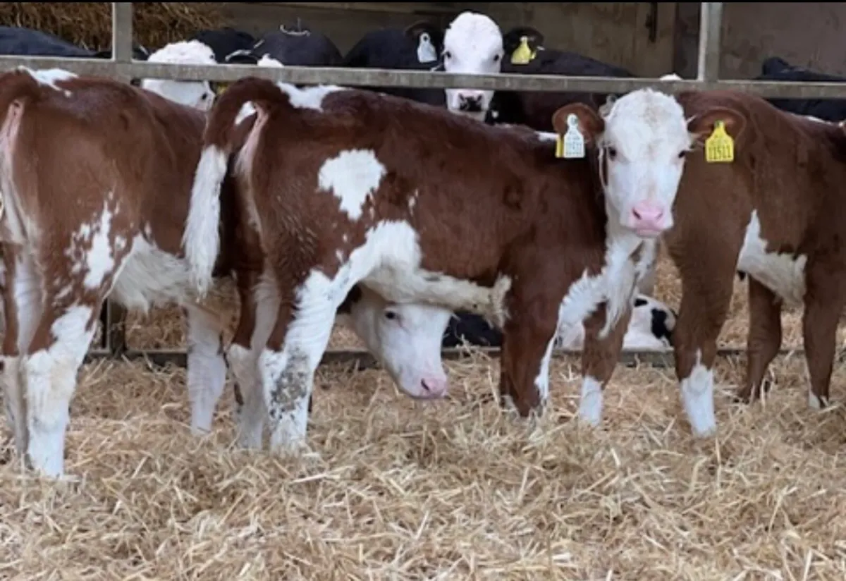 Top Quality Red and White Heifers