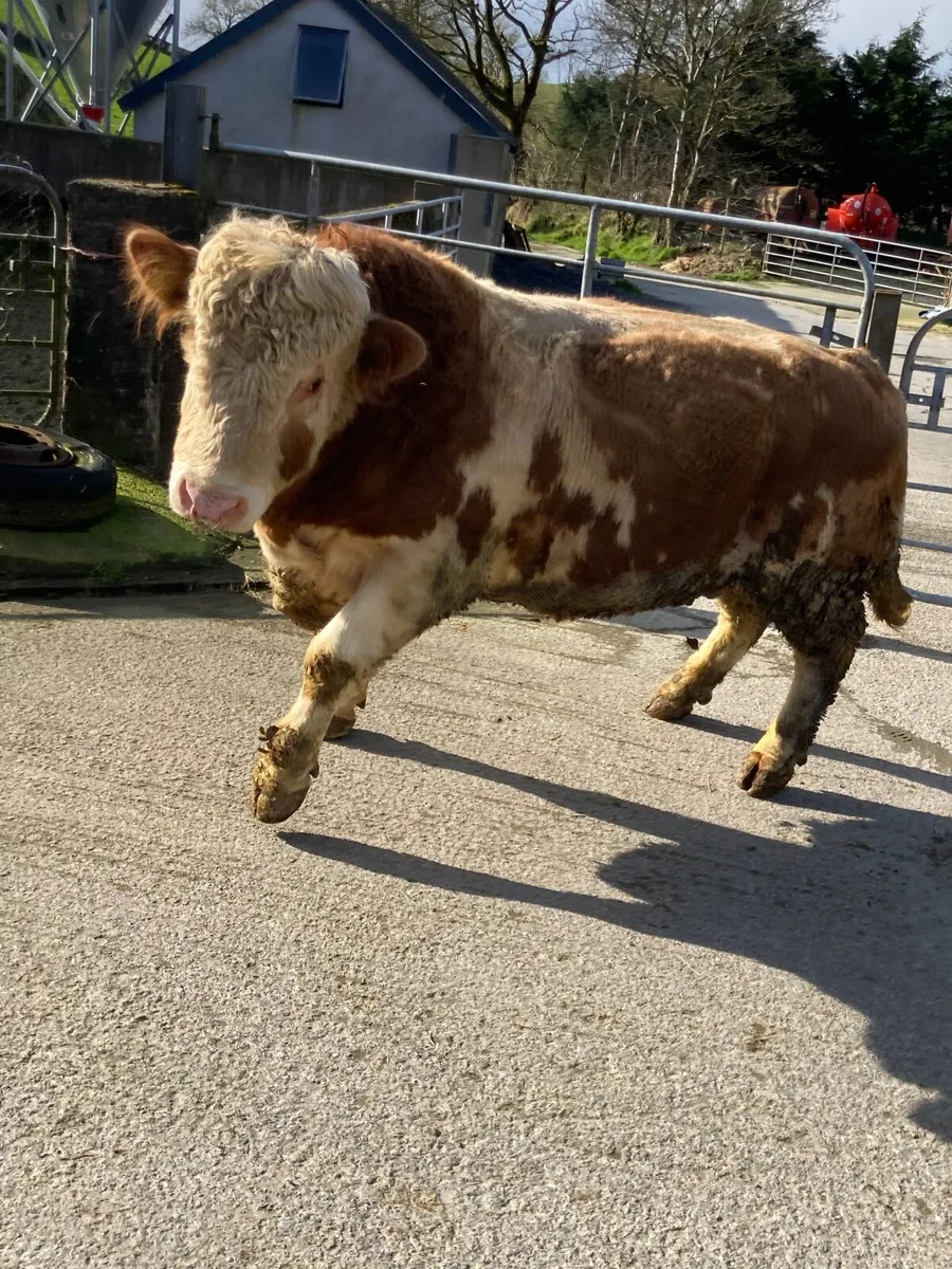 Easy calving bull