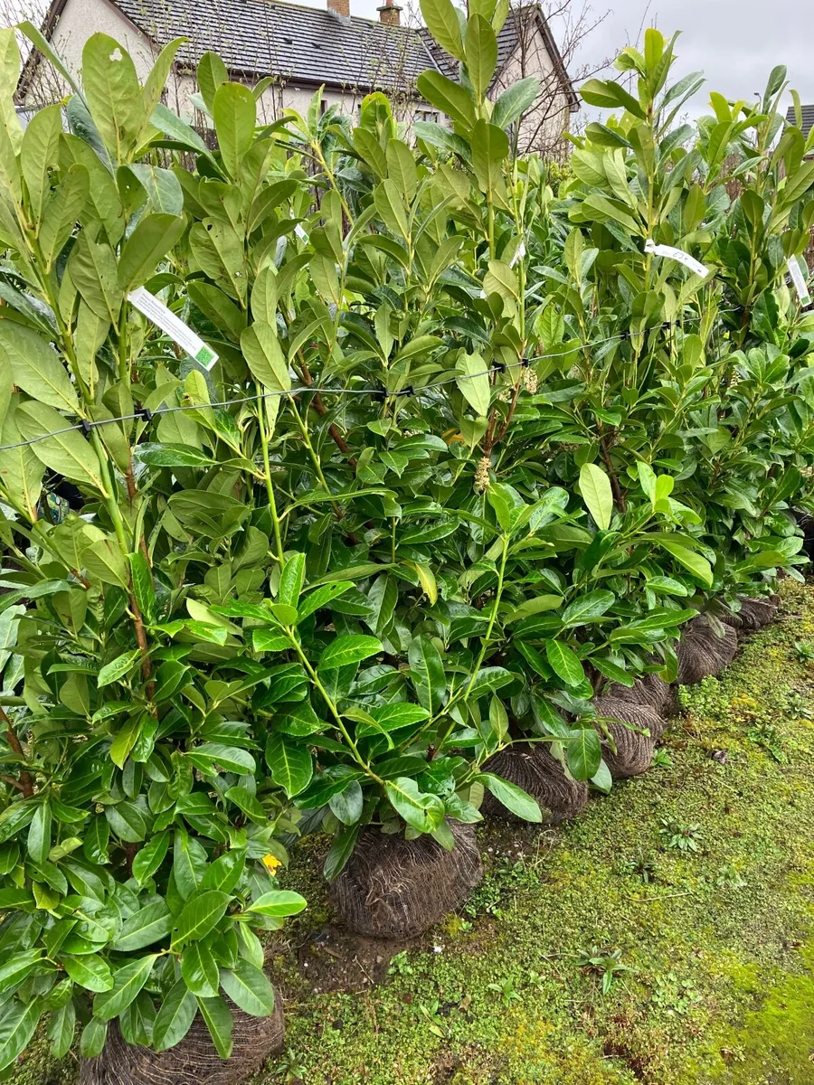 Instant Laurel  hedging