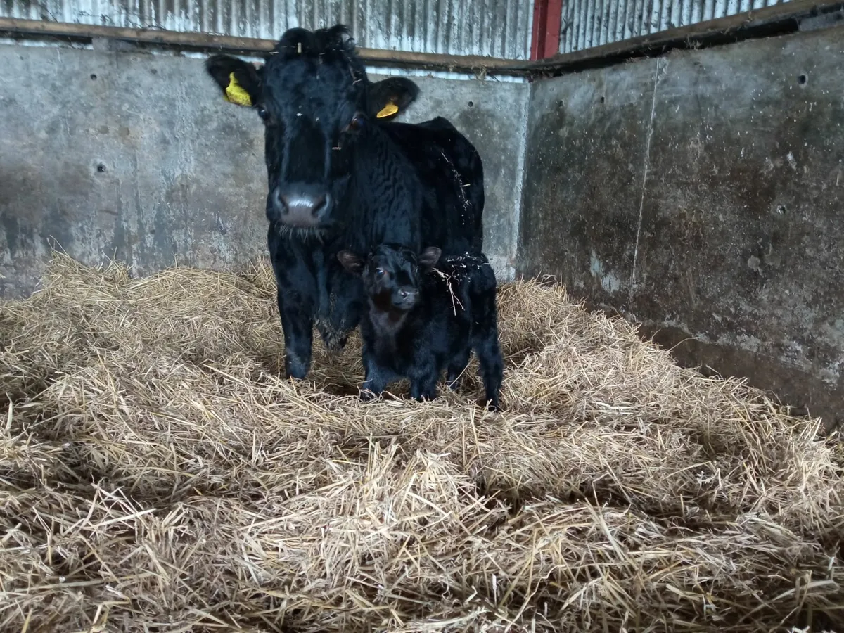 Dexter cow with calf and Heifer