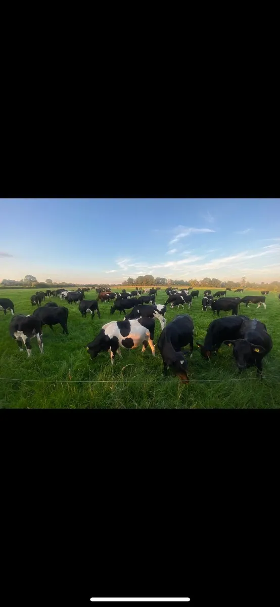 Dairy cows wanted to lease