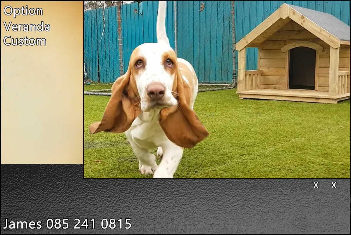 Basset hound done store deal