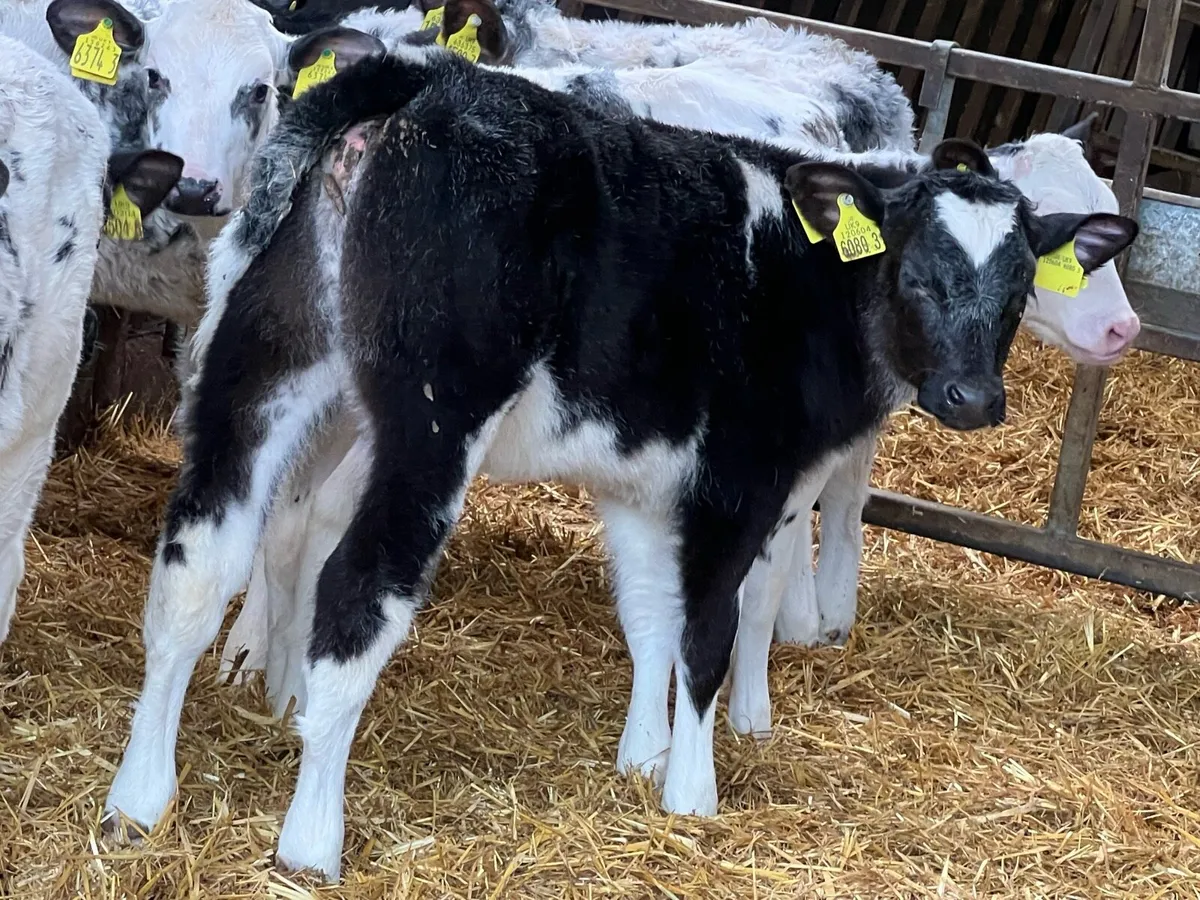 14 Belgian Blue Heifers Calves