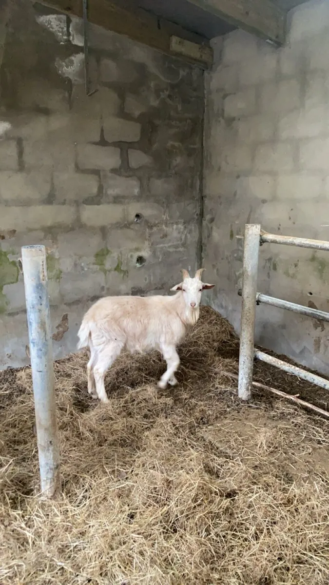 Boer/sannen goat kid