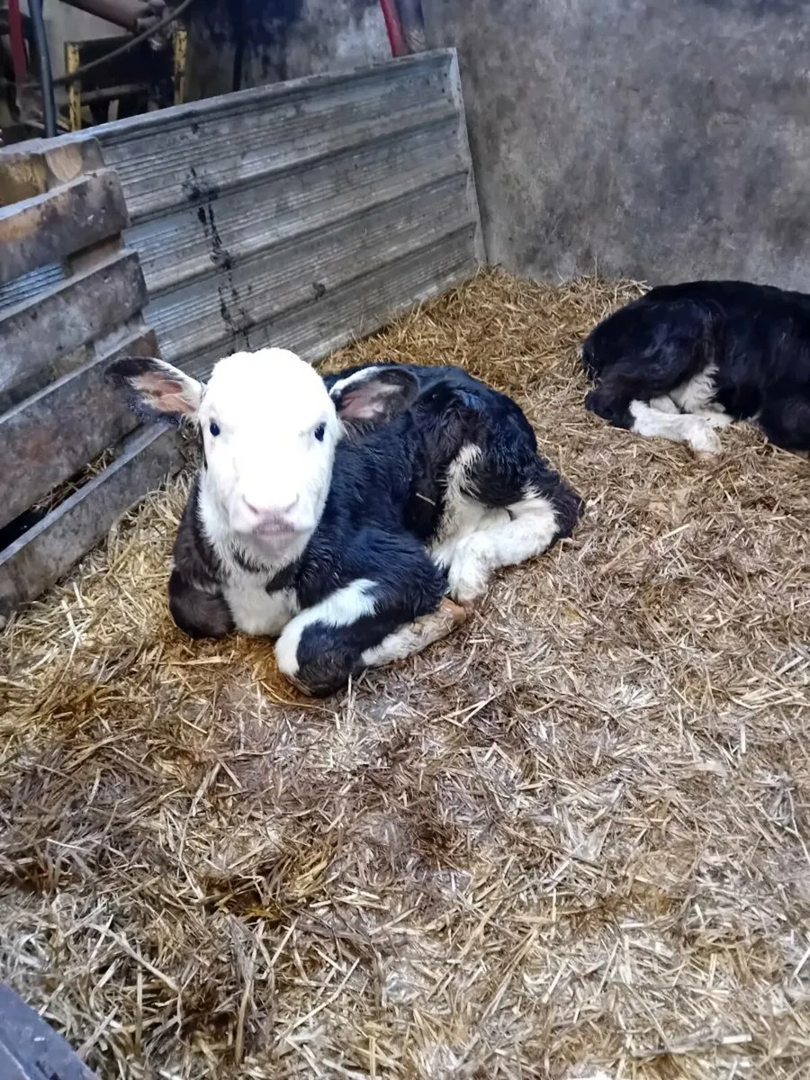 80 Hereford calves for sale in Co. Offaly for €165 on DoneDeal