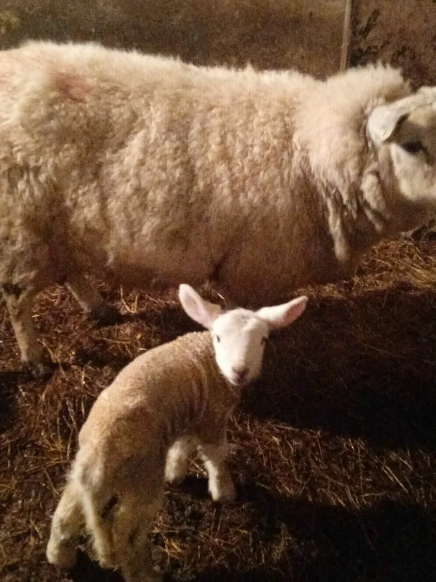 Big pet ewe lamb