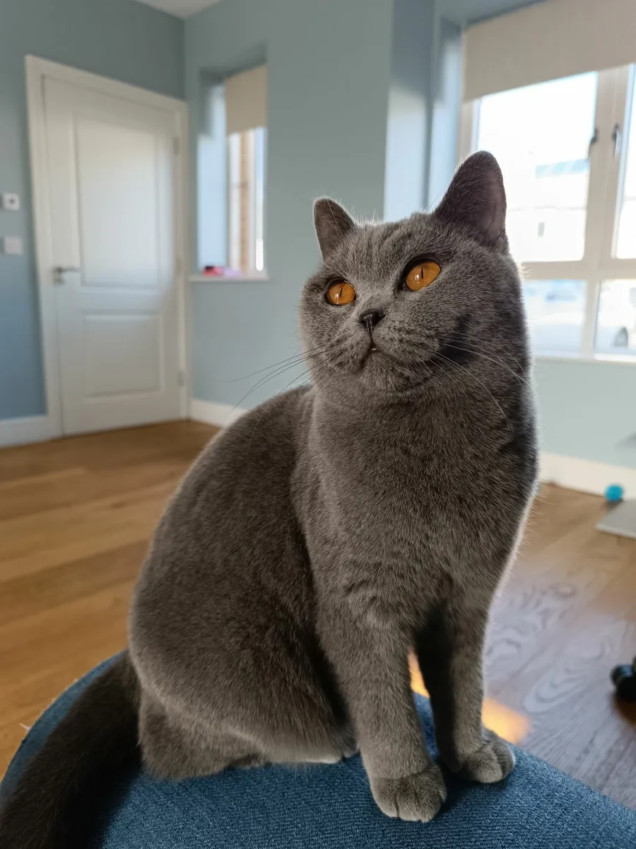 British Shorthair Female Blue - F -  1 year old