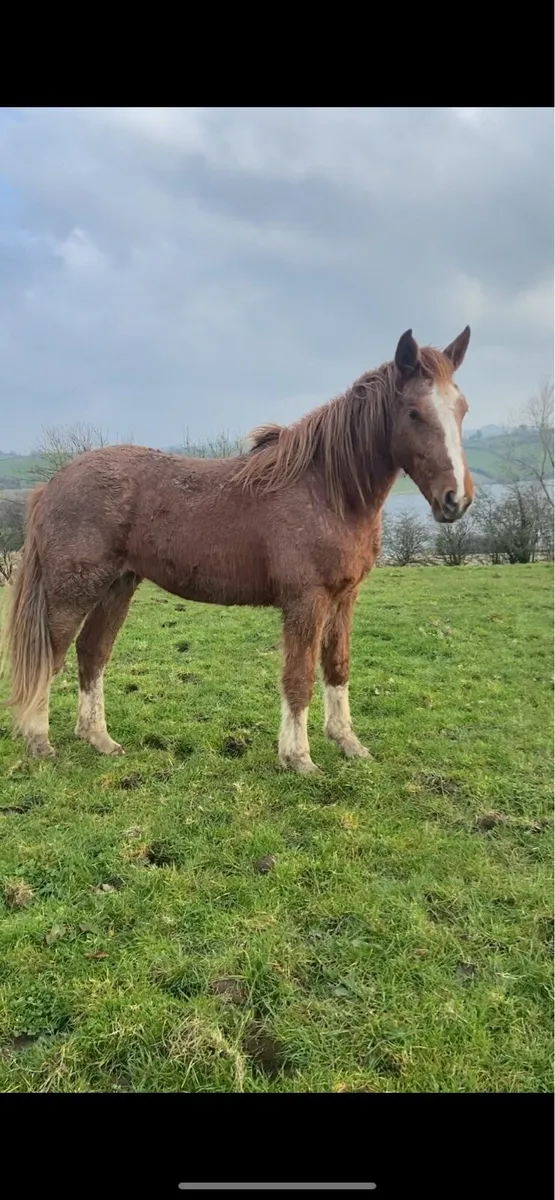 RID strawberry roan filly - Image 1