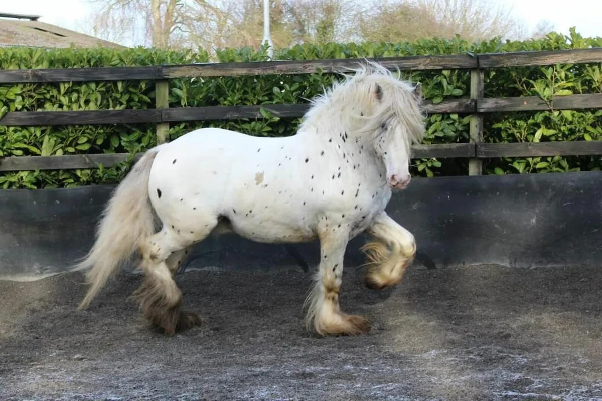 6 Stallions at stud in County Meath - Image 1