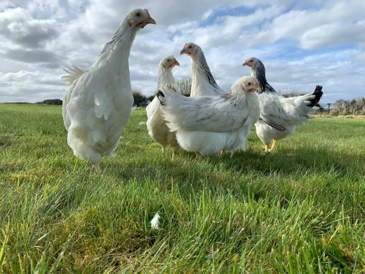 Poultry for sale- Sligo Delivery