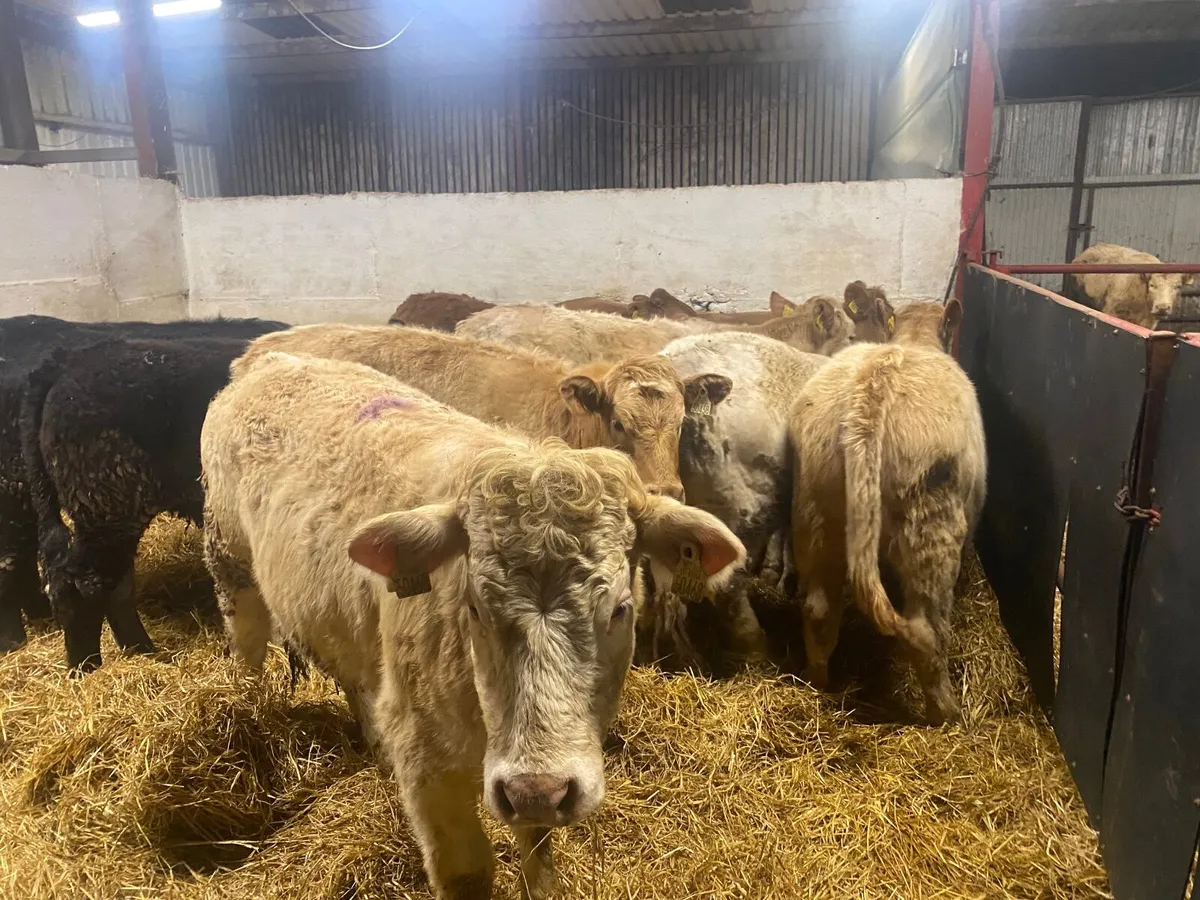 8 Super Charolais And Limousin Stores