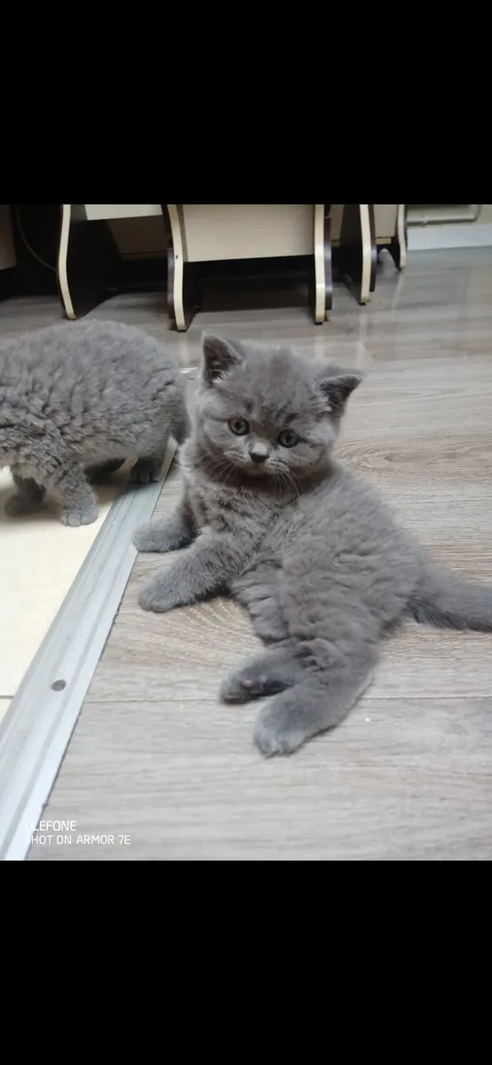 British shorthair - Image 2