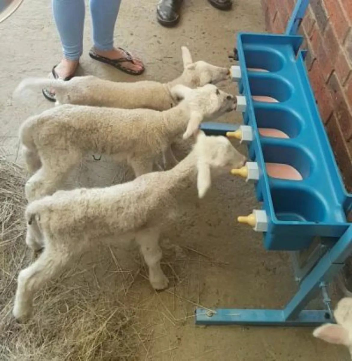 Lamb 5 teat milk feeders - Image 1