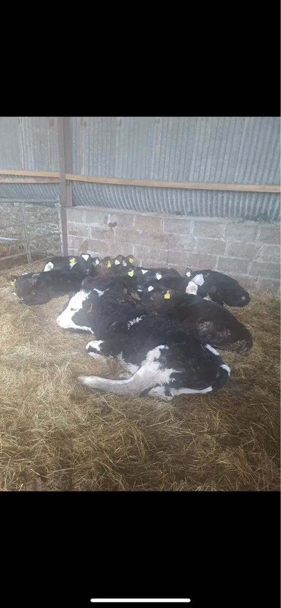 40 x Reared Calves