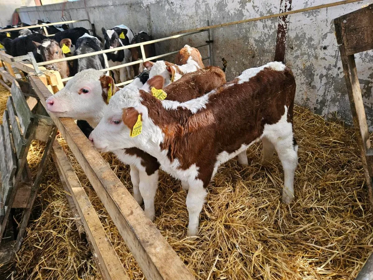 Hereford calves