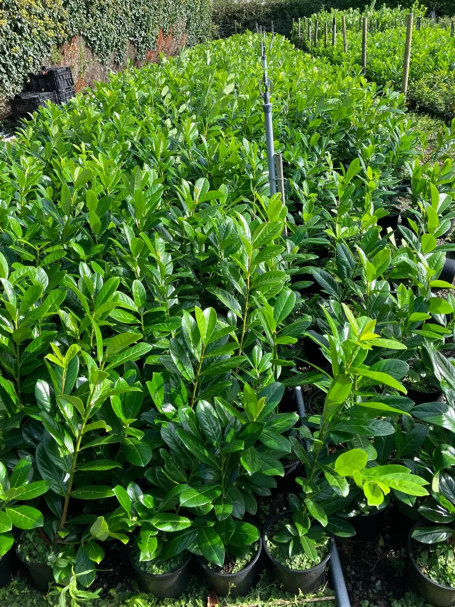 Laurel  hedging